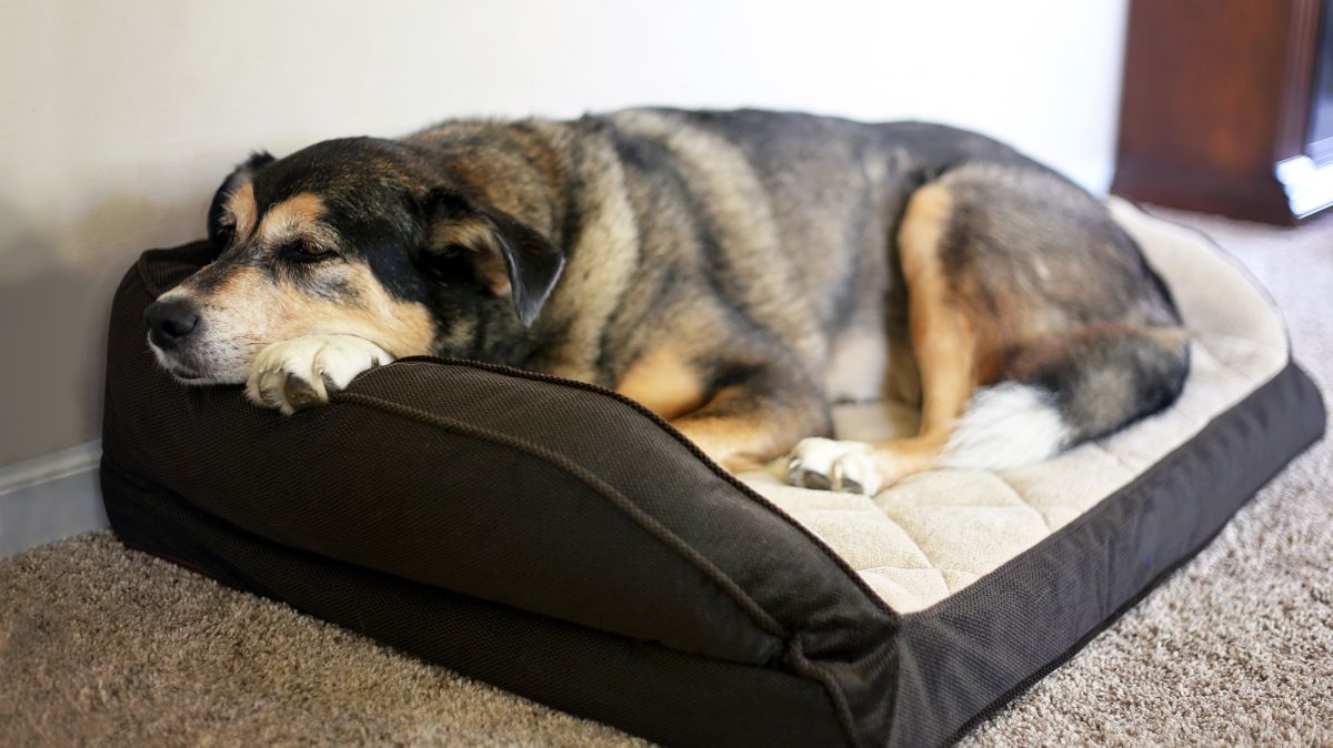 Solid Memory Foam Dog Bed