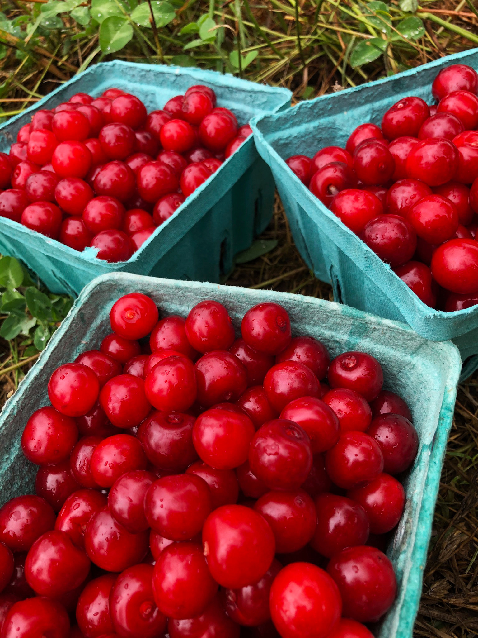 A Look At Online Cherries