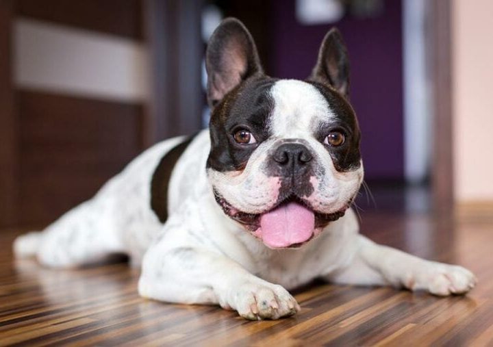 Complete Analysis On The French Bulldogs For Sale
