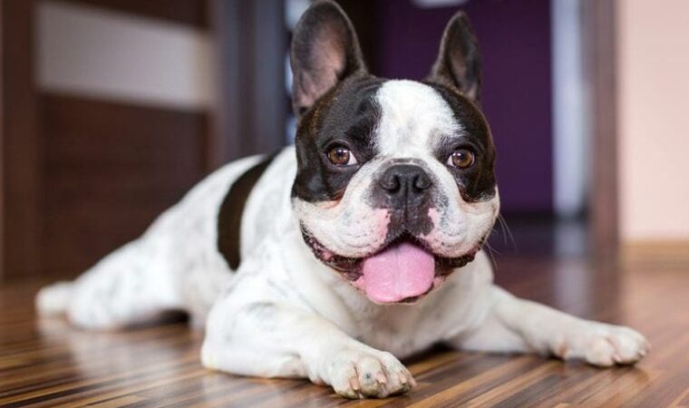 Complete Analysis On The French Bulldogs For Sale
