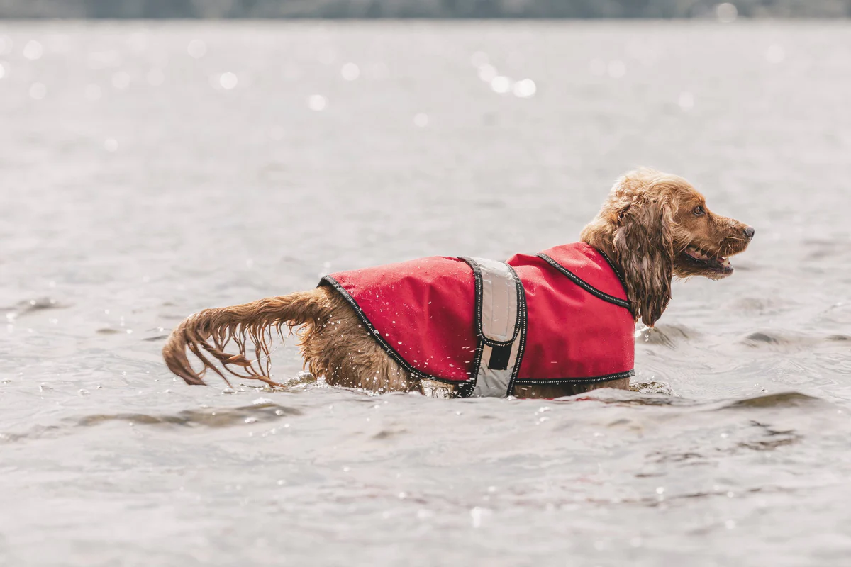 All You Need To Know About The Rainproof Dog Coats