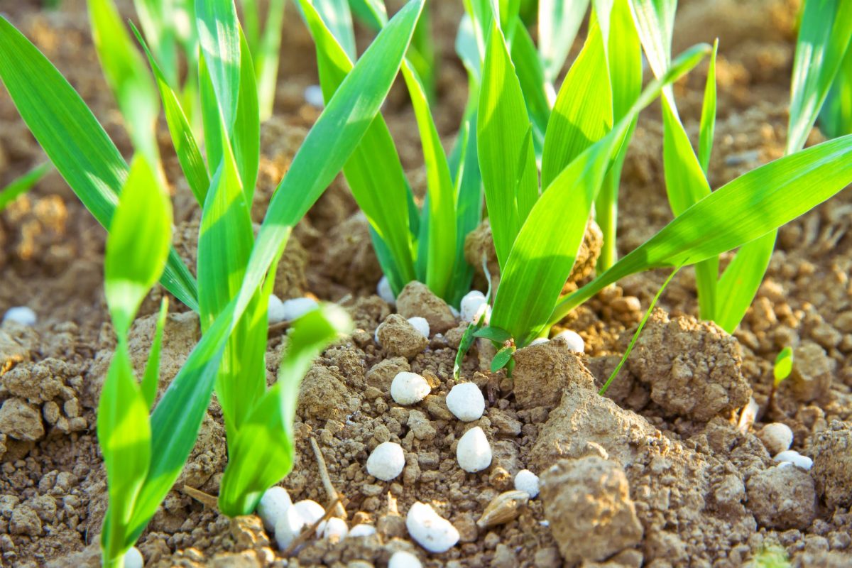 Plant Fertilizer And Their Myths
