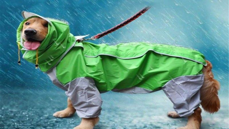 Waterproof Dog Coats With Underbelly Protection – An Introduction
