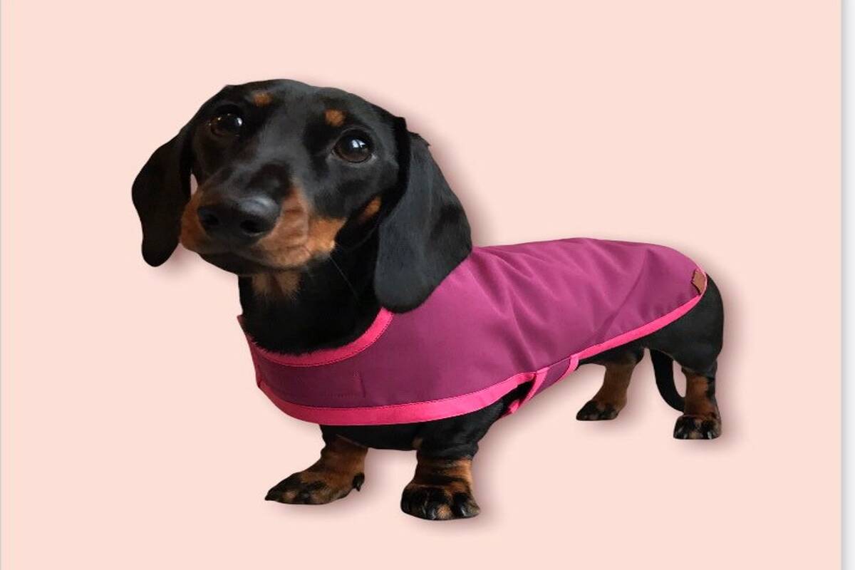 Find Out What A Professional Has To Say On The Miniature Dachshund Coats