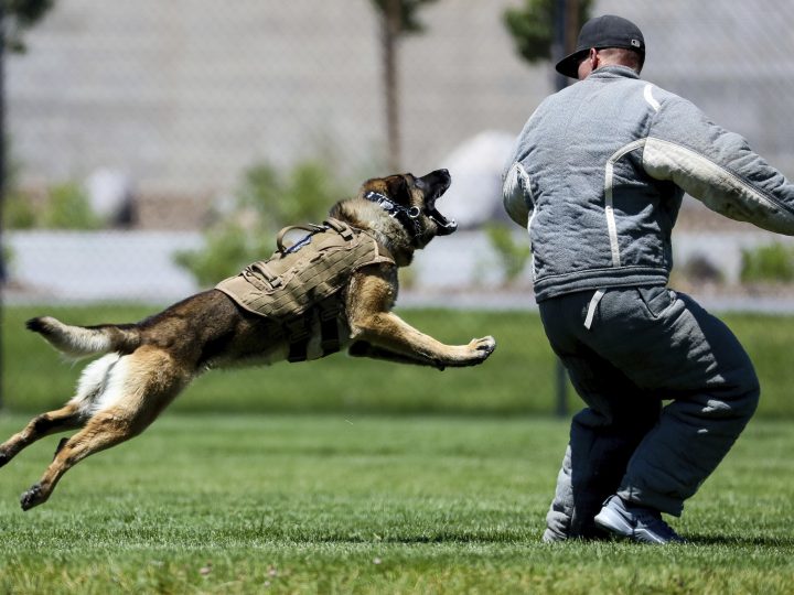 Aggressive Dog Training – Things To Be Aware Of