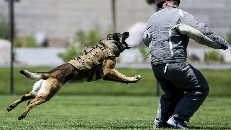Aggressive Dog Training – Things To Be Aware Of