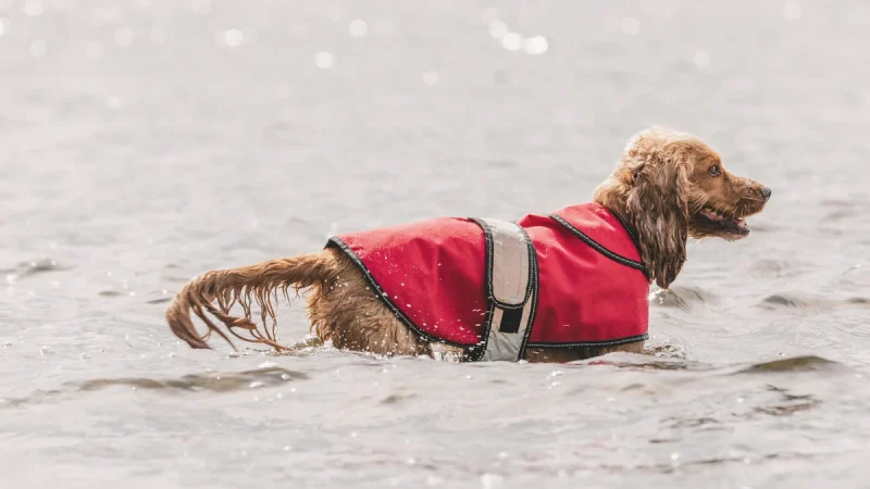 All You Need To Know About The Rainproof Dog Coats