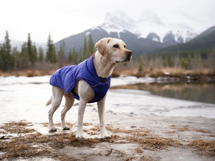 A Glance At Waterproof Dog Jacket