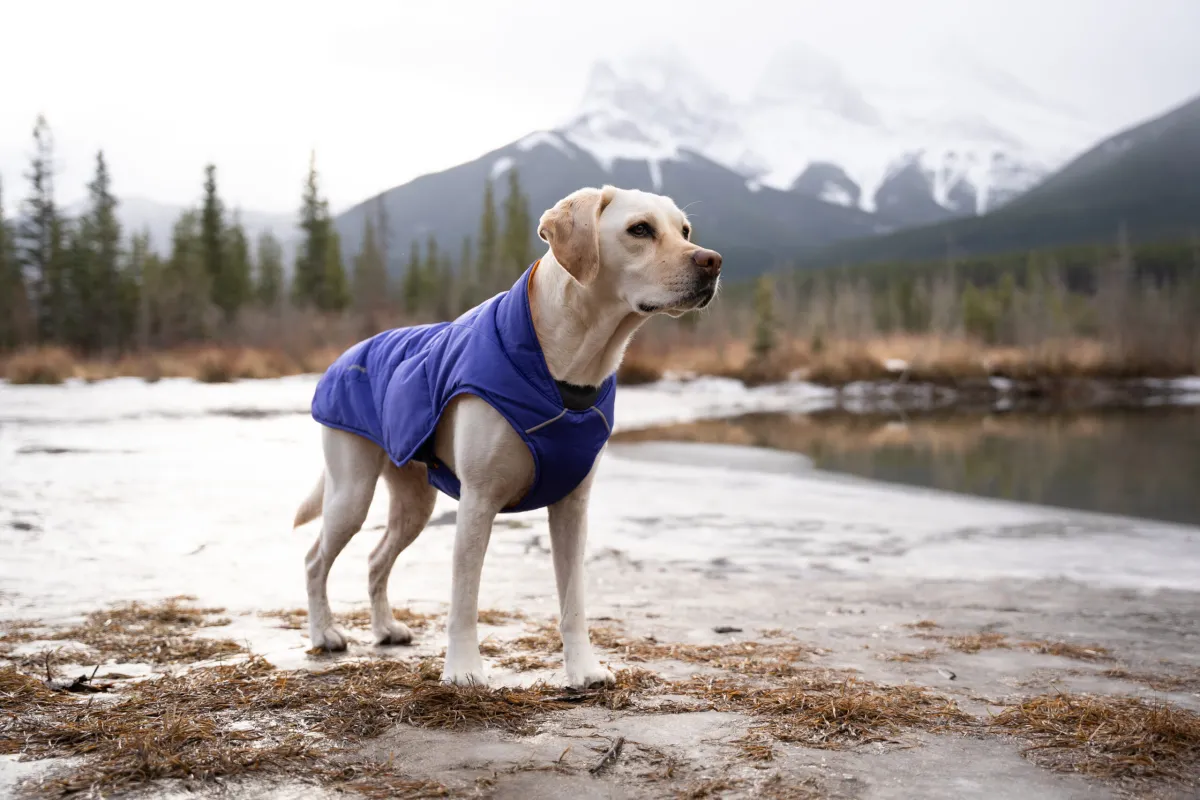 A Glance At Waterproof Dog Jacket