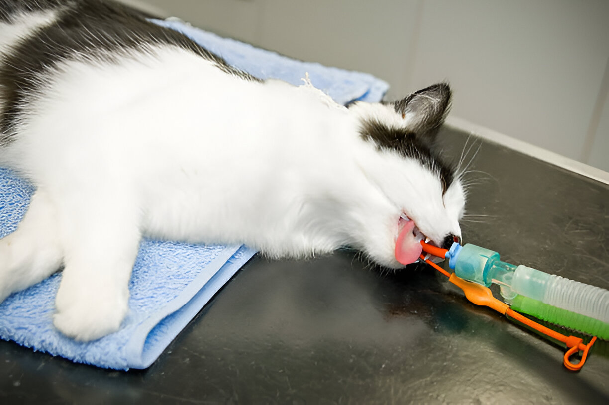 A Few Details About Dewormer For Cats