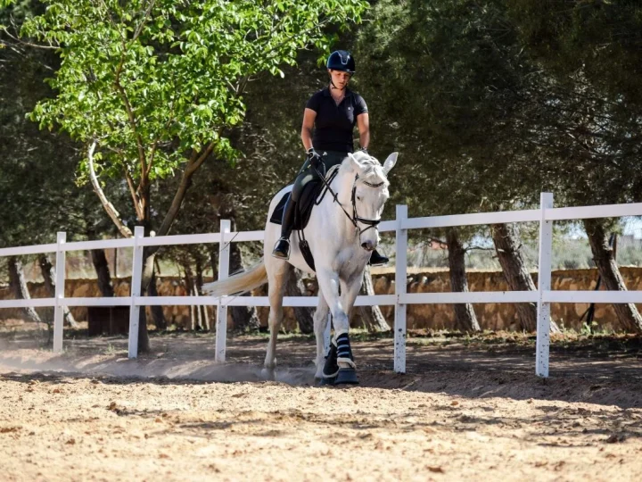 In-Depth Study On The Horse Riding Lessons