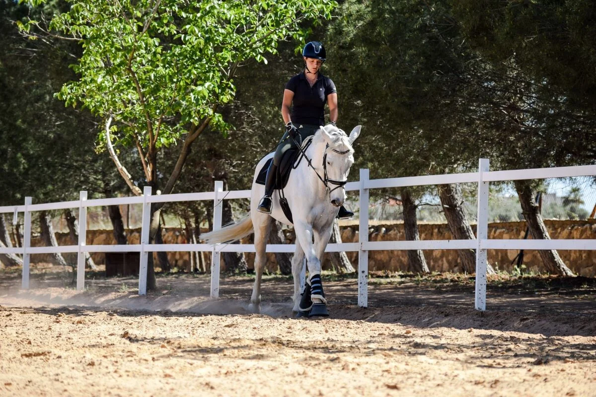In-Depth Study On The Horse Riding Lessons