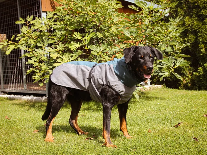 A Summary Of Rainproof Dog Outfit