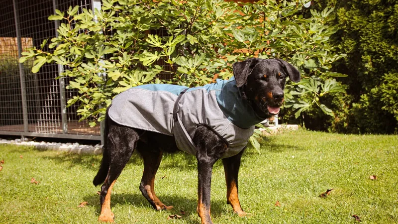 Dachshund Winter Rain Protection – What You Need To Know