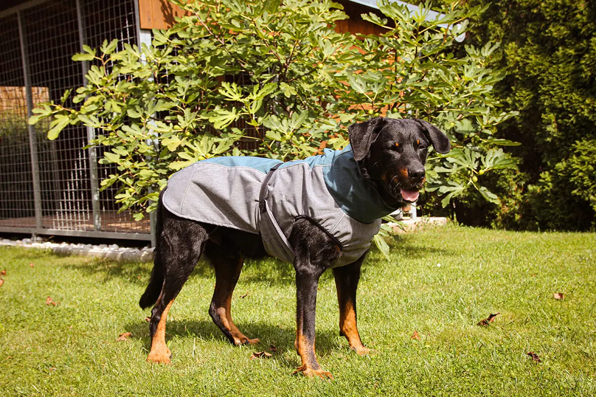 A Summary Of Rainproof Dog Outfit